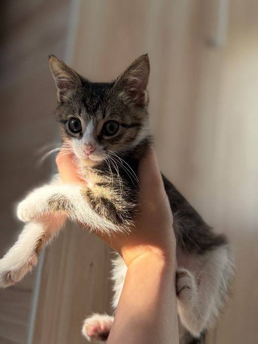 Кошечка-девочка, отдаём в хорошие руки