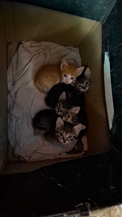Pisici spre adoptie