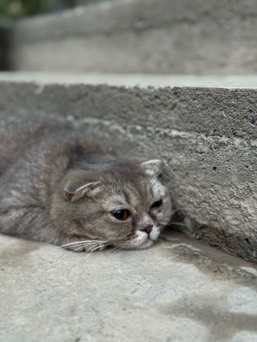 Скотиш страйт британский