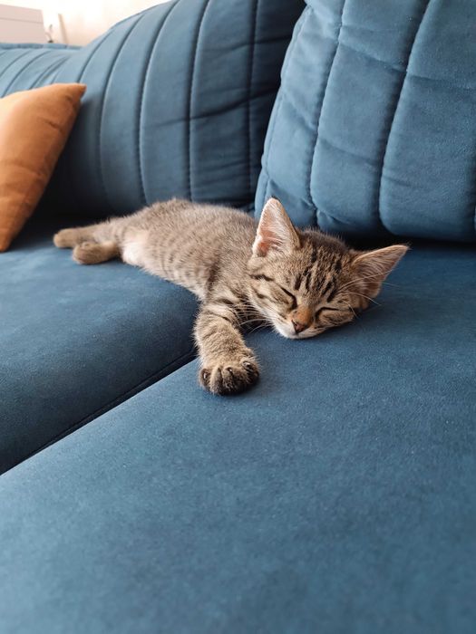 Котёнок девочка бесплатно