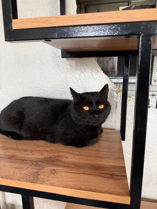 Кот Маркиз ищет дом