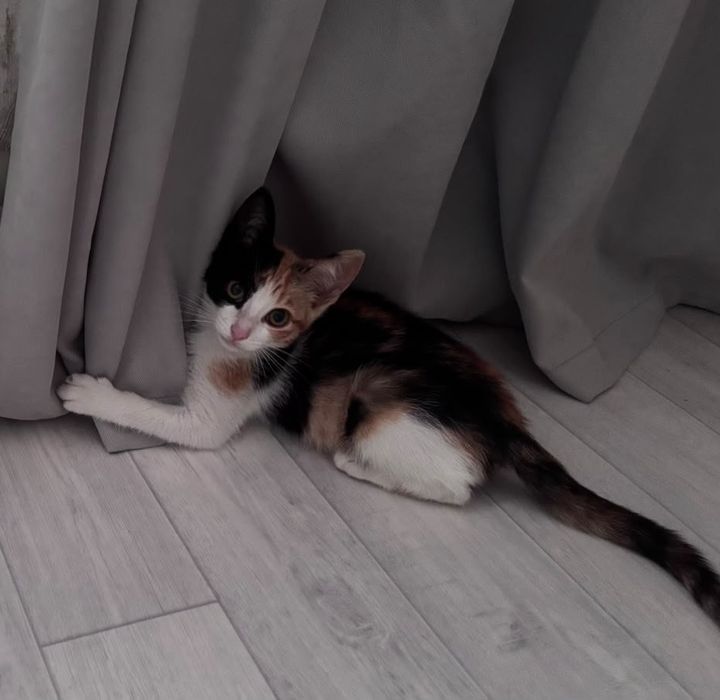Отдам в добрые руки котенок