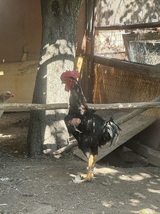 Продам февральских даканов чолпан