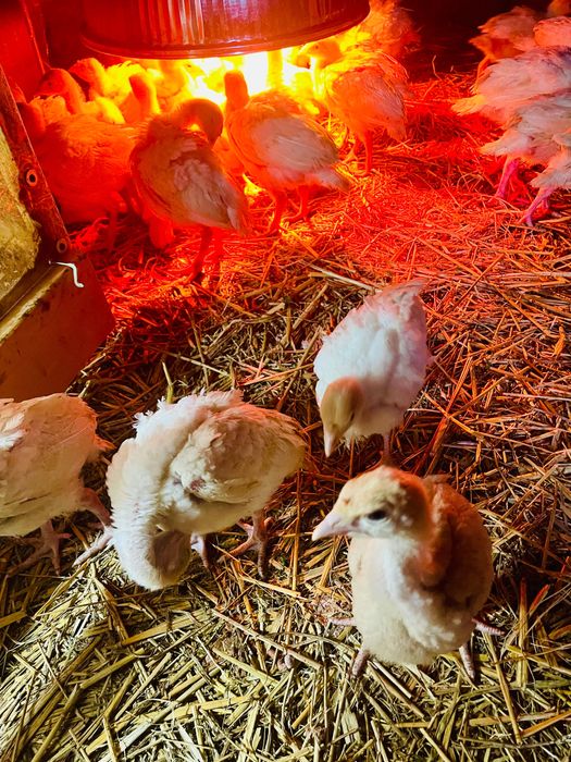 Pui de curcă zburați