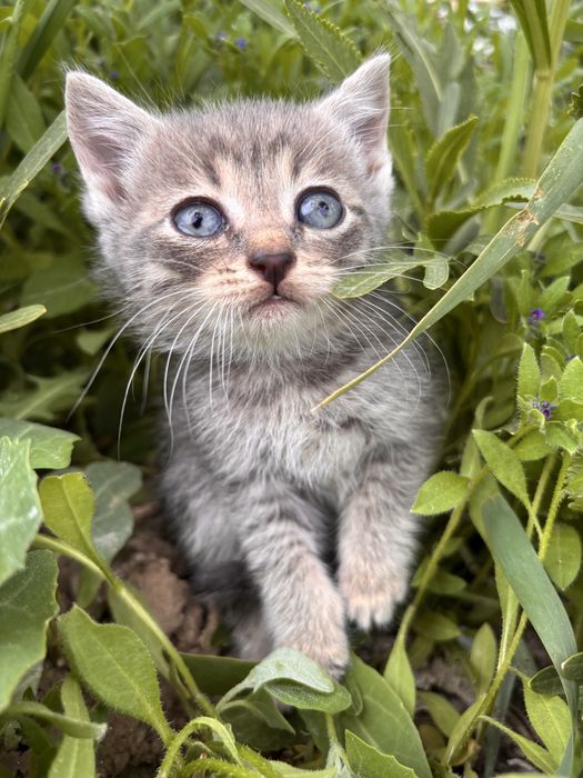 Котята мальчики бесплатно