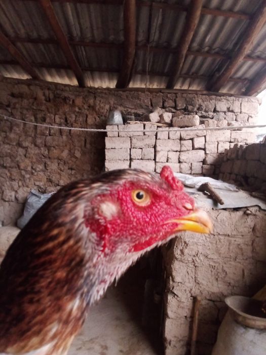 Toza qon tuximga yaqin bulishi 200 ming manzil Urgut tumani Samarqand