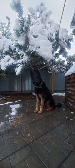 Вязка немецкая овчарка кобель