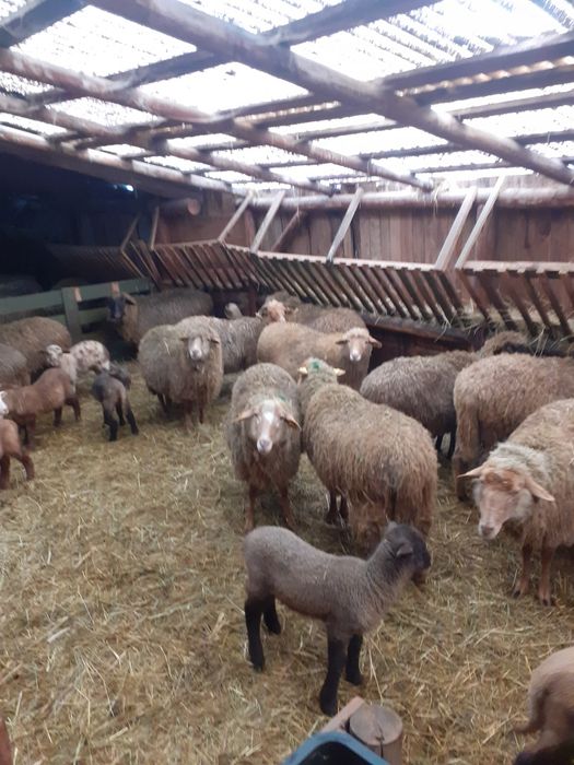 Oi de vânzare în loc. Arcuş, jud. Covasna