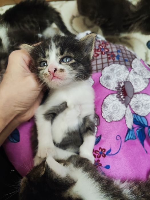 Продаются котята рождённые 06.02.25г . Состояние отличное, здоровые.