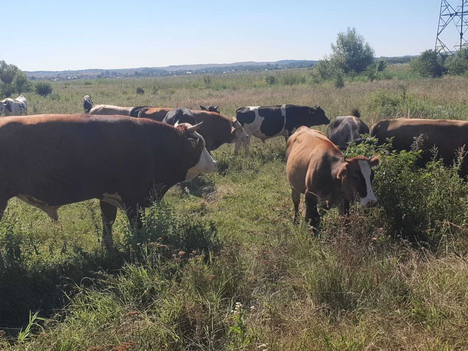 Vitei de rasa Simmental, Baltata Romaneasca si Belgieni de vanzare