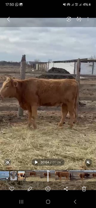 Сатылады куйи жаксы