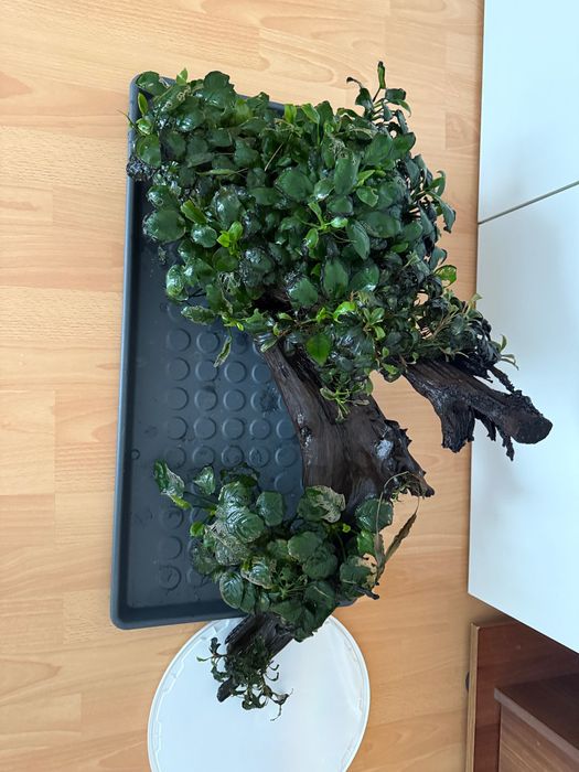 Buturugă cu plante Anubias și Bucephalandra acvariu