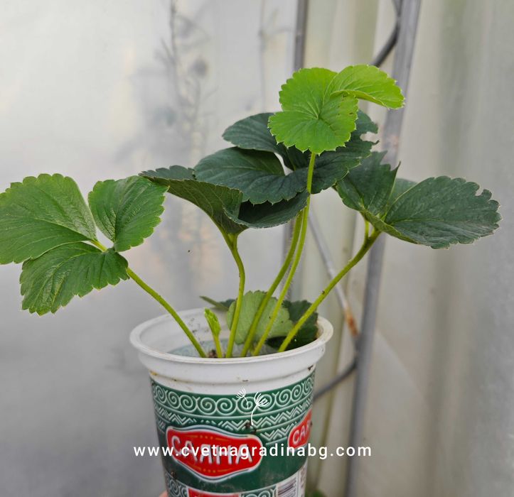 Целогодишни ягоди - пикирани в кофички