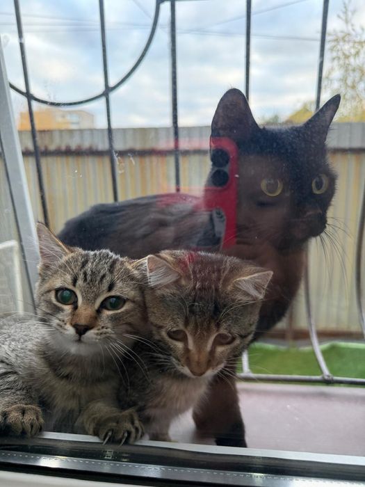 Отдам котят в хорошие руки