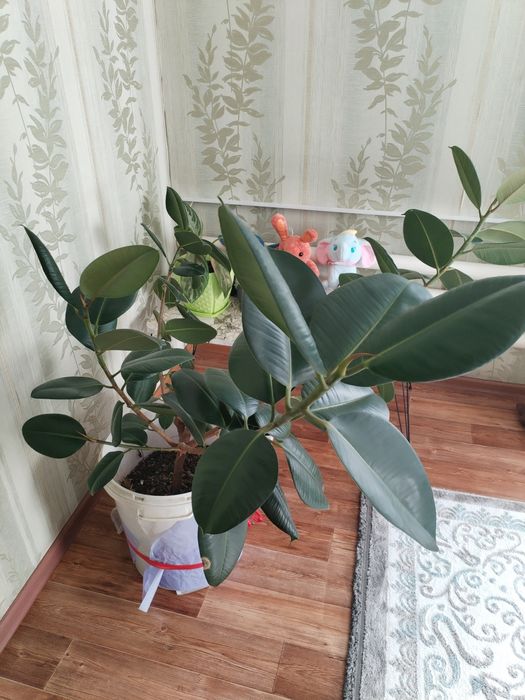 Продам фикус домашний