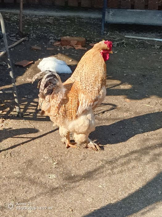 Cocosi diferite rase si dimensiuni