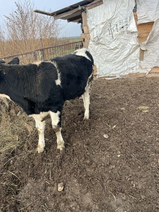 Tăuraș de vânzare