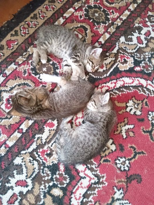 Отдам в хорошие руки
