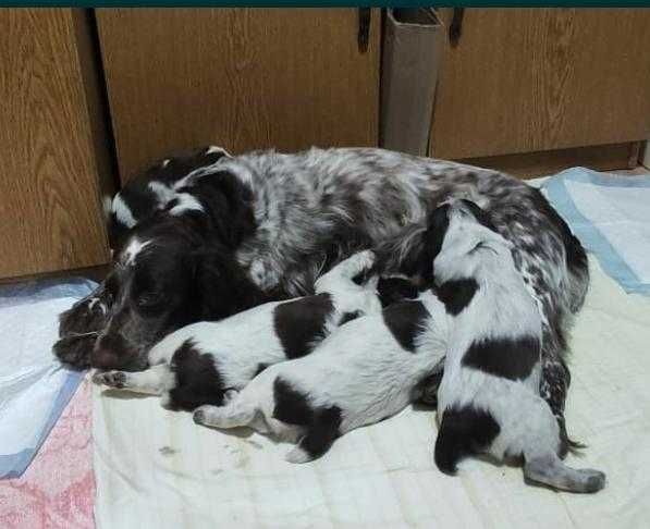 Малыши шоколадки