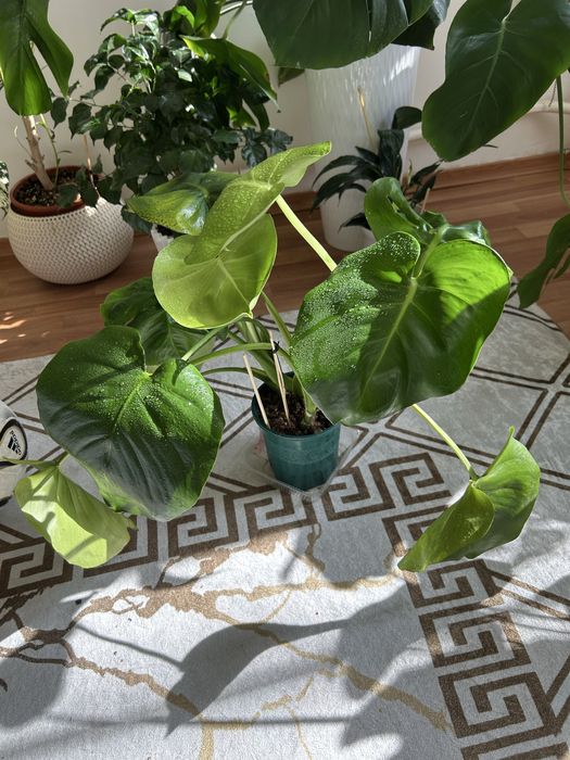 Гүлдердің бағасын білү үшін ватцапқа шығыңыздар.