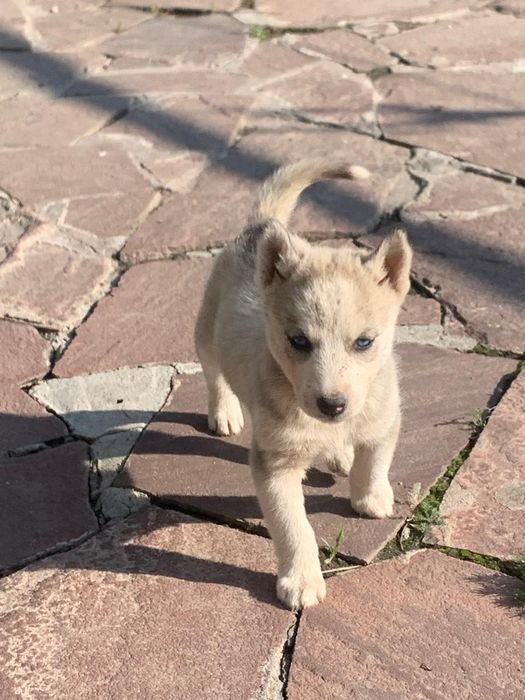 Щенки Хаски 1,5 месяца