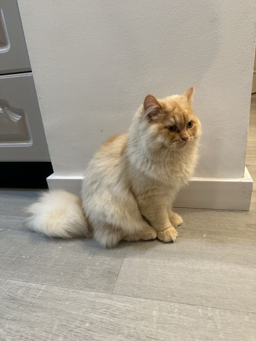 Motan british shorthair