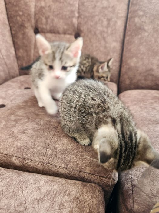 Отдам котят в добрые руки