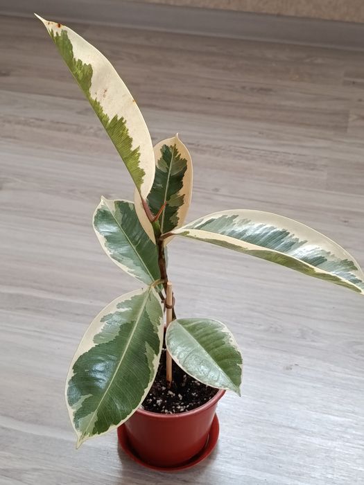 Комнатные цветы в продаже