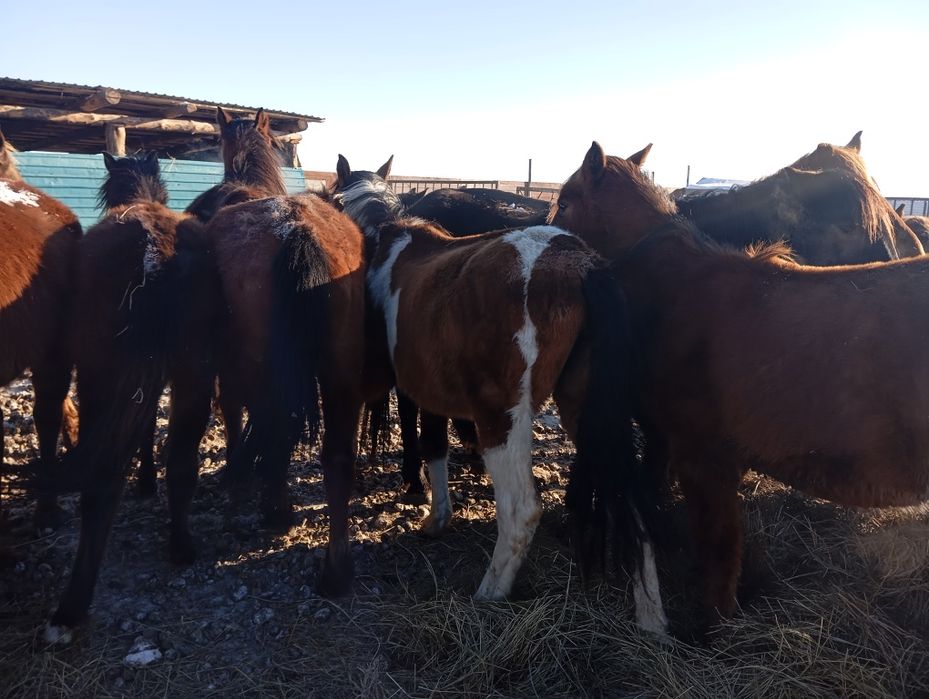 Продам лошади, в апреле - май будет 2 года.