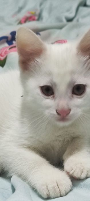 Котенок мальчик