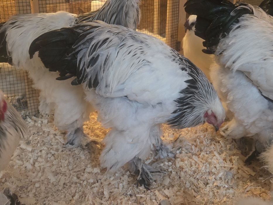 Cocosi Brahma Hd tineri