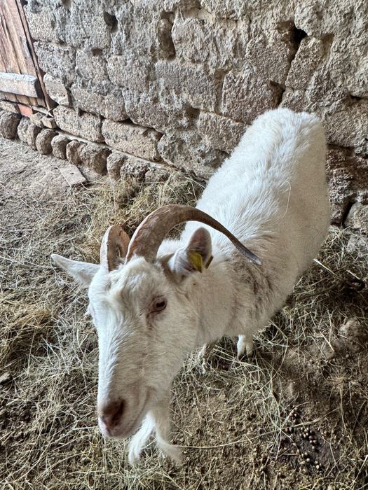 Домашние животные