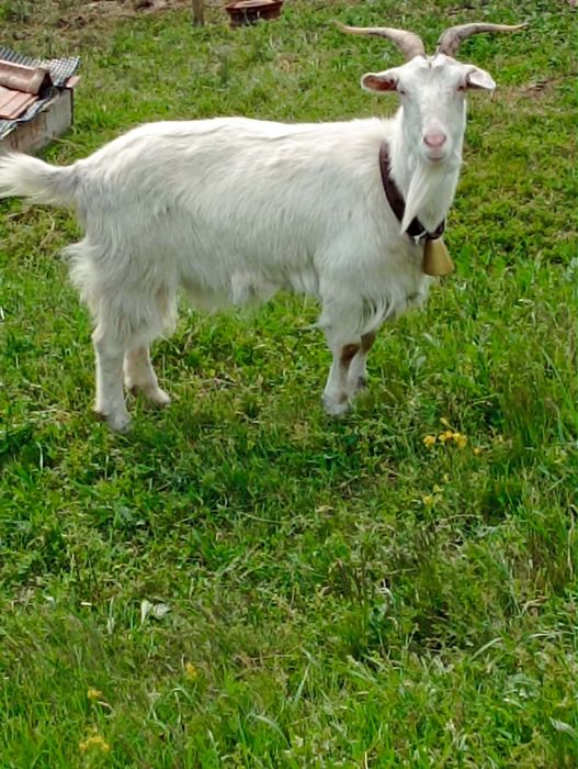 Vând un țap si o capră