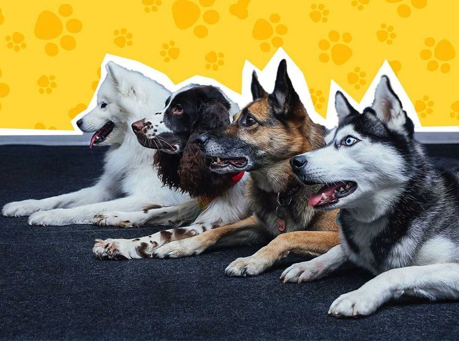 Услуги кинолога, дрессировка собак