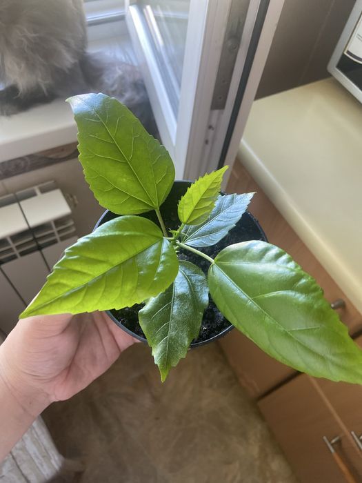 Продам китайскую Розу