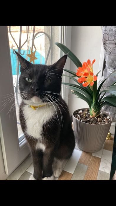 Потерян кот!!Вознаграждение!!