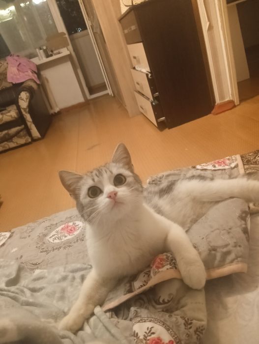 Продам кошку породистая