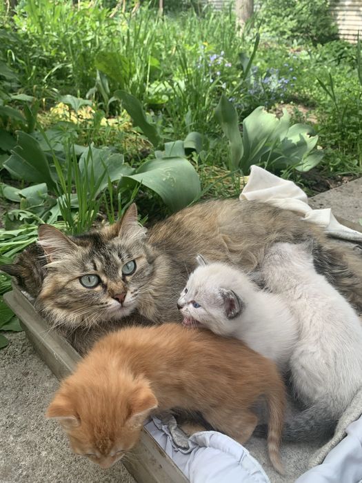 Подарю замечательных котят