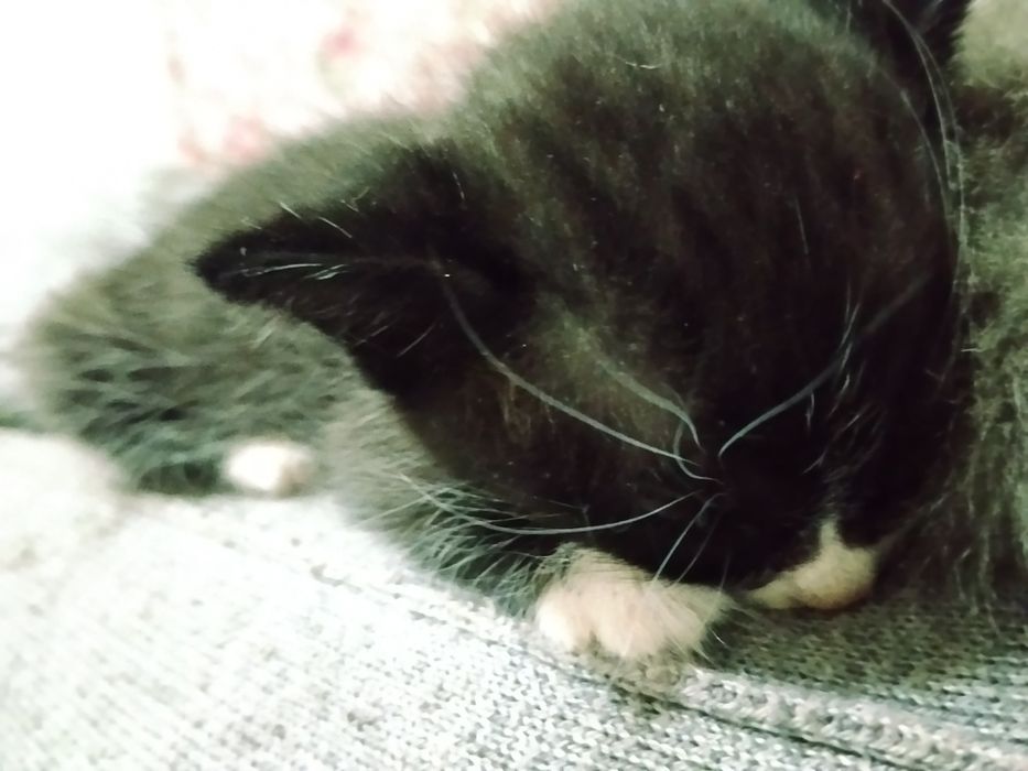 Отдам котят в хорошие руки