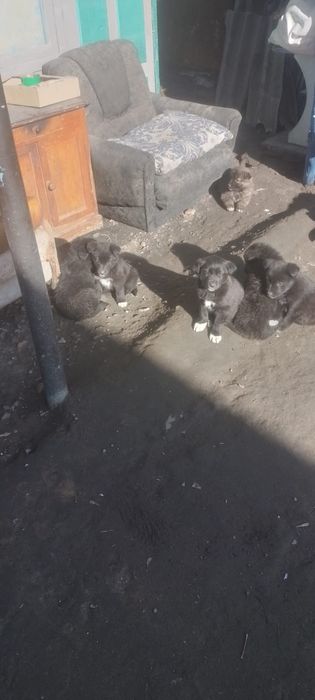 Отдам даром щенят