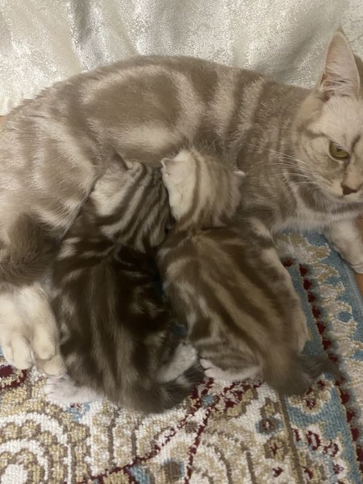 Шотландские котята