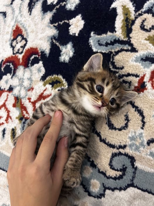 Шотландские котята — мальчик и девочка