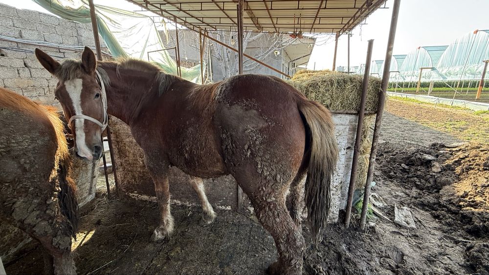 Rasiski Abakan Toy BIYA bor  SOTILADI