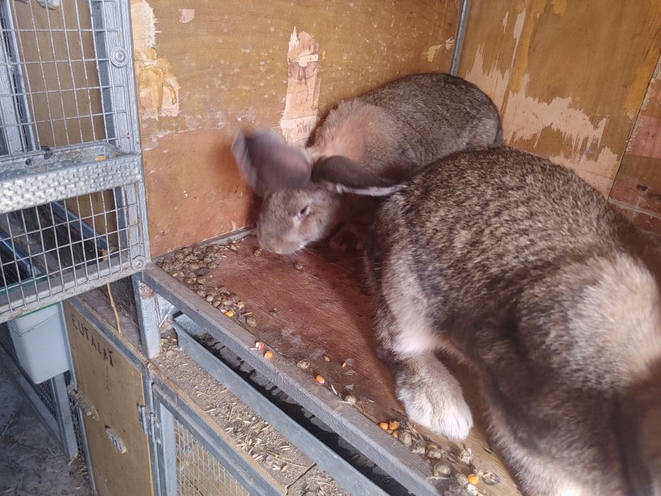 Vind iepuri Urias German