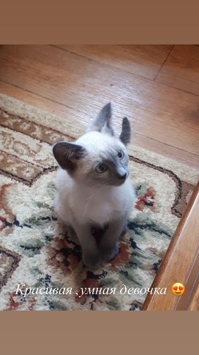 Котята ,бесплатно