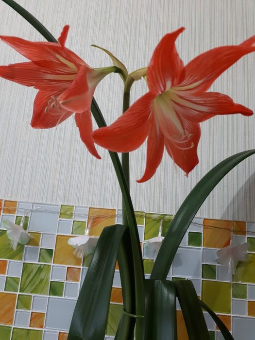 Комнатные цветы гиппеаструм