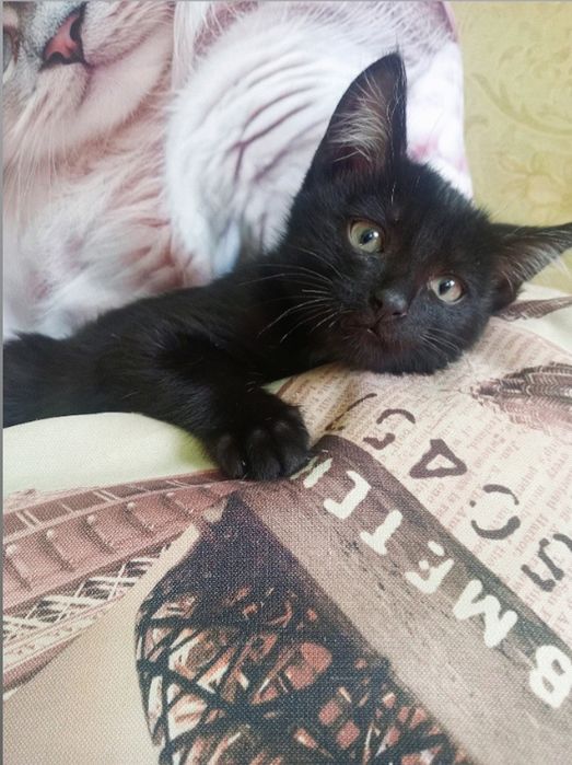 Красивый котёнок мальчик