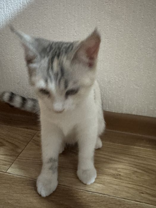Отдаем котят в добрые руки