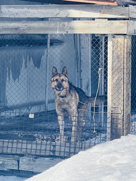 Немецская овчарка