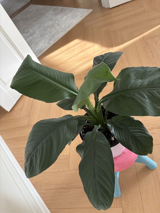 Растение Спатифиллум Сенсация